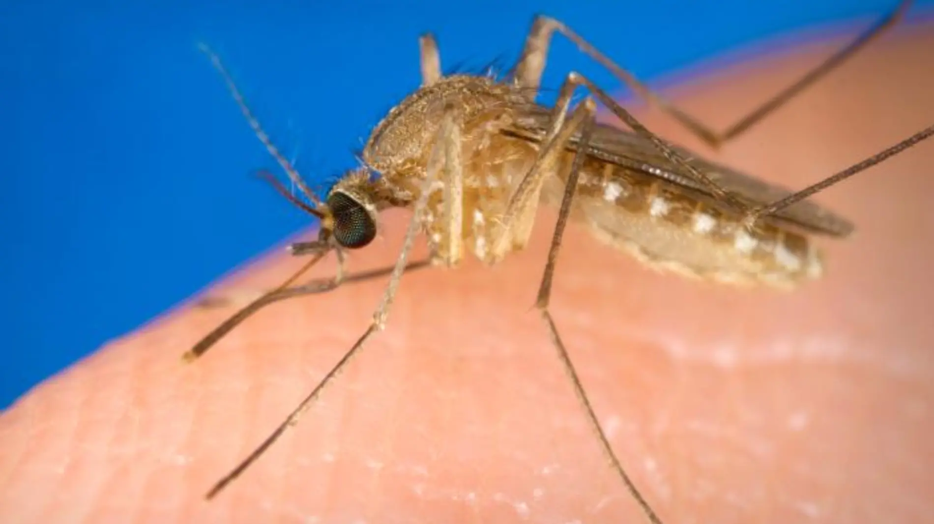 mosquito Culex quinquefasciatus